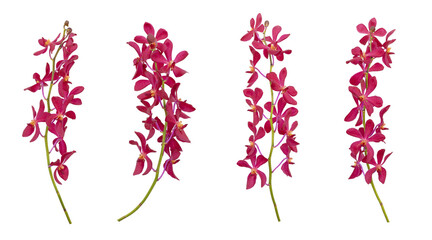 Fototapeta premium Set of cut out red mokara orchids stem isolated on white background
