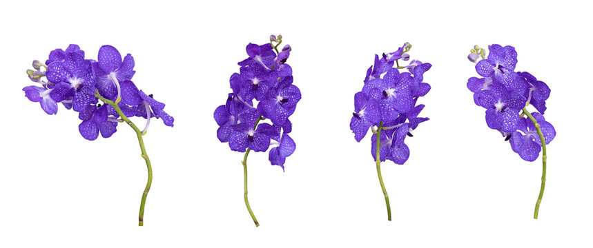 Set of cut out blue vanda orchid stem isolated on white background on summer season