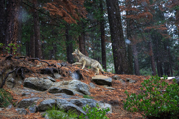 Spotted in Yosemite National park in February. Coyote - Canis latrans is a canid native to North...