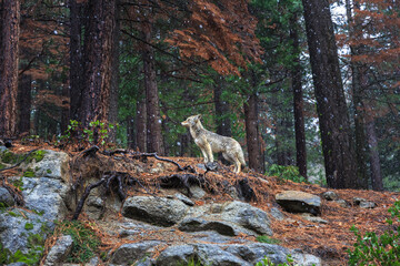 Spotted in Yosemite National park in February. Coyote - Canis latrans is a canid native to North...