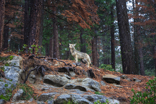 Spotted in Yosemite National park in February. Coyote - Canis latrans is a canid native to North America. It is smaller than its close relative, the gray wolf.