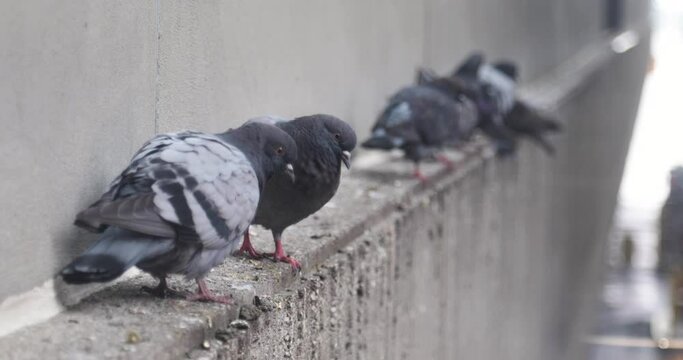 Close up of pigeons on a ledge in a city.