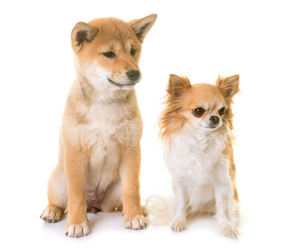 puppy shiba inu and chihuahua in front of white background