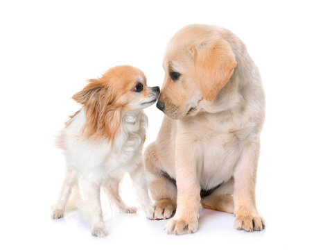 puppy labrador retriever and chihuahua in front of white background