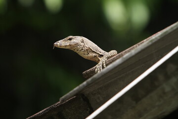 lizard on a tree