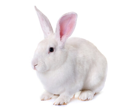 white rabbit in front of white background