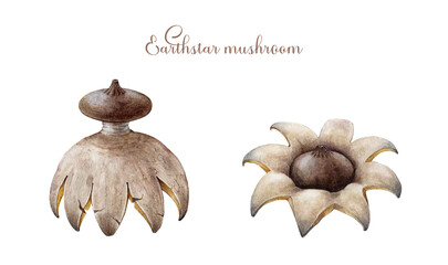 Earthstar mushroom illustration set. Hand drawn Geastrum triplex and Geastrum fornicatum forest wild fungus element. Earthstar beautiful strange, unusual mushroom. Isolated on white background © anitapol