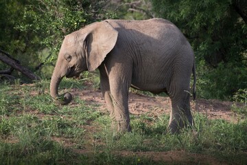 Naklejka na ściany i meble : Wild Elephant in Africa.They live in forests of africa. Ther are very big and toll.It has long two tusks.this is a tame elephant.It eats leaves of trees.It is larges animal among others.They live as