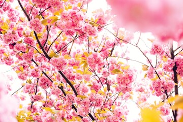 Obraz na płótnie Canvas Sakura Flowers Background art Design