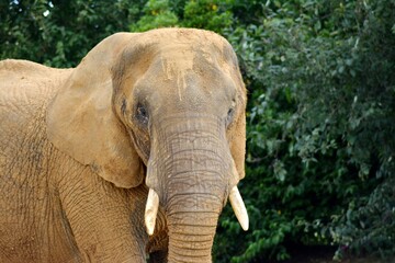 Wild Elephant in Africa.They live in forests of africa. Ther are very big and toll.It has long two tusks.this is a tame elephant.It eats leaves of trees.It is larges animal among others.They live as g