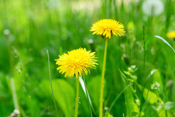 Yellow dandelion flowers in grass on sunny day, closeup