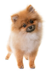 pomeranian puppy in front of white background