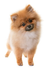 Obraz premium pomeranian puppy in front of white background