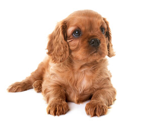 puppy cavalier king charles in front of white background