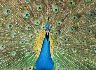 close up of peacock in a garden