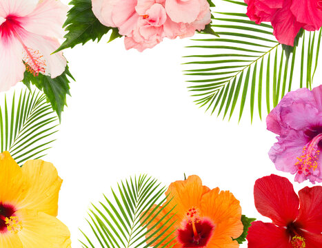 tropical flowers and leaves - frame of fresh multicilored hibiscus flowers and exotic palm leaves isolated on white background
