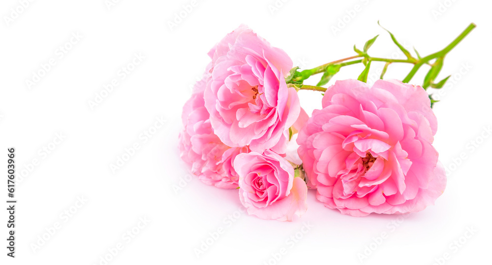 Canvas Prints branch pink roses. bunch flower with bud and copyspace, isolated on white background.