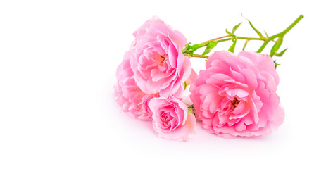 Branch pink roses. Bunch flower with bud and copyspace, isolated on white background.