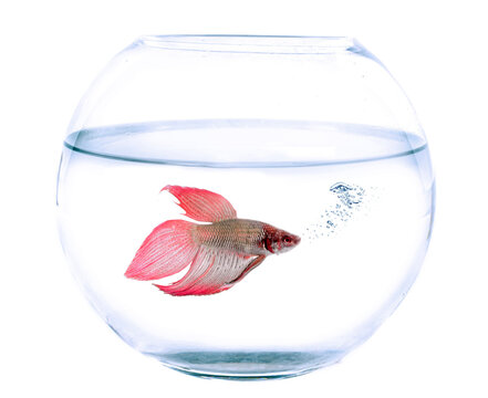 Siamese fighting fish and fishbowl in front of white background