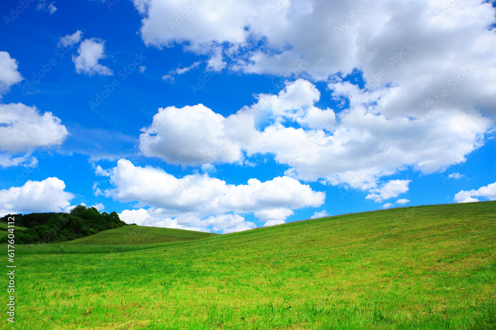 Wall mural summer field with blue sky and white big clouds.