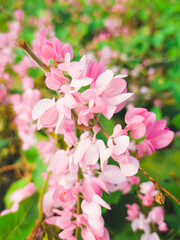 Mexican creeper or Antigonon leptopus chain of love or confederate vine or queens wreath is a species of perennial vine in the buckwheat family commonly known as coral vine or queen's wreath