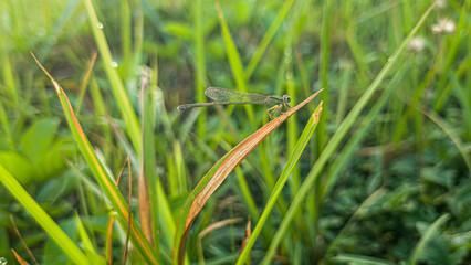 needle dragonfly perched on the grass, stems and leaves of plants around the banks of small rivers. needle dragonfly with a small body with a beautiful color.  insects that belong to the order Odonata