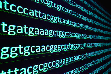 Sequencing the gene. Sequence of nucleotide bases in the decoded DNA molecule.