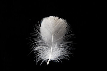 Obraz premium white feather isolated on black background