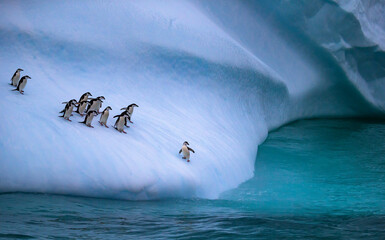 The colony of penguins approaches the water. One penguin stands on the slope of the iceberg near the water. A group of penguins are on an iceberg.