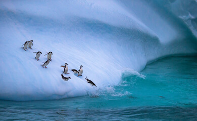 The group of penguins is rolling down the icy slope into the water. Standing penguins approach the...