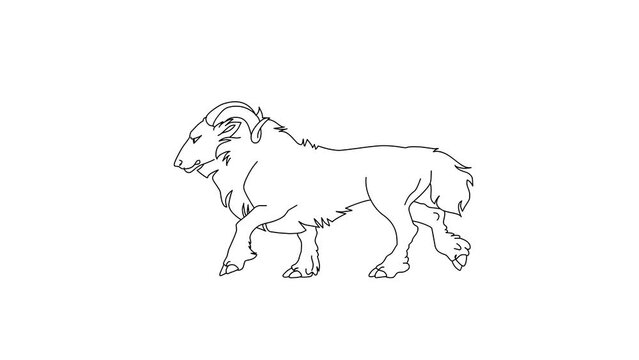2d Hand Drawn Animation, Horned Sheep Walk Cyle Cartoon On Isolated White Background