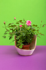 Indoor rose bush in a pot on a colored background