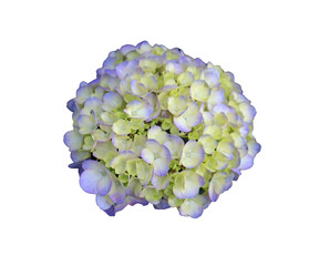 Closeup of Gorgeous Blossoming Pastel Blue Hydrangea on Transparent Backdrop, PNG file