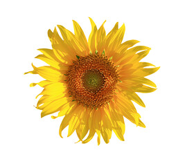 Vivid Yellow Full Bloom Sunflower on Transparent Background, PNG File