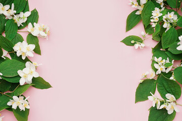 Composition with beautiful jasmine flowers and leaves on pink background