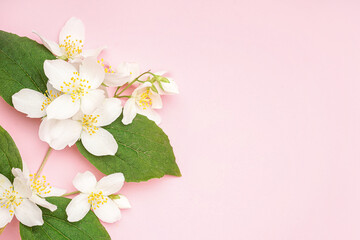 Blooming jasmine branch on pink background