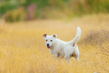 Naklejka na ściany i meble A pet dog walks outdoors. Purebred breed Jack Russell Terrier male