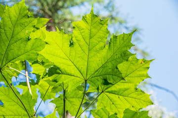 Summer branches of maple tree with fresh green leaves