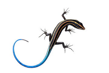 Blue tail skink (Cryptoblepharus egeriae) closeup on isolated background, Blue tail skink closeup