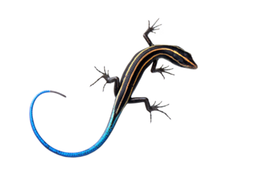 Blue tail skink (Cryptoblepharus egeriae) closeup on isolated background, Blue tail skink closeup