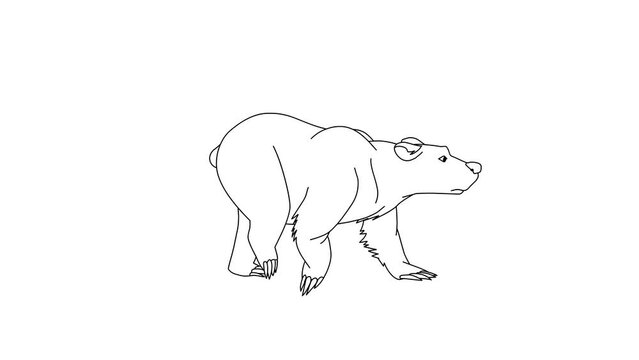 Bear Fast Walking Cartoon On Isolated White Background
