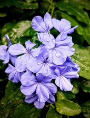 Obraz premium Bunch of flower