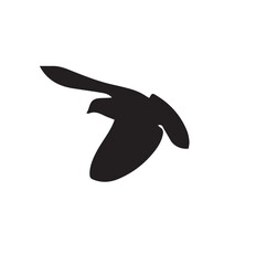 Bird shadow flying