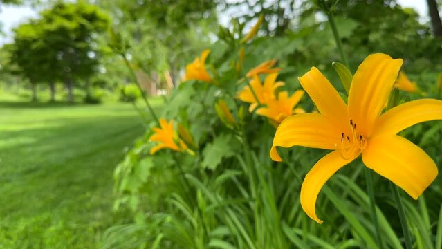 4K_Movie: Ezo kanzo blooms (Hemerocallis middendorffii) in the forest in early summer, blooming in the morning and wilting in the evening.