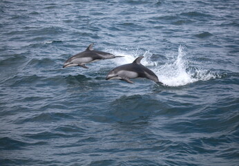 A pair of pacific white-sided dolphins leaping out of the ocean, Monterey, CA