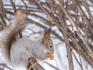 The squirrel with nut sits on tree in the winter or late autumn