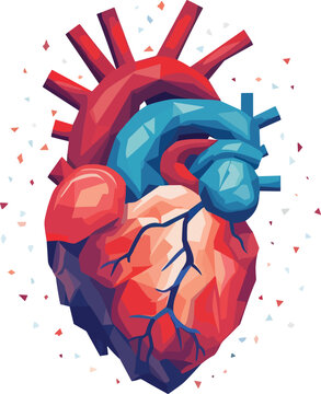 human heart vector illustration on isolated background