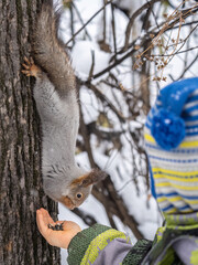 A little child in winter feeds a squirrel with a nut.