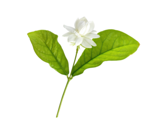 Single white flower of Grand Duke of Tuscany, Arabian white jasmine, Jasminum sambac, aroma, flora, isolated, transparent background, cutout