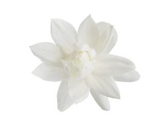 Top view, Single white flower of Grand Duke of Tuscany, Arabian white jasmine, Jasminum sambac, aroma, flora, isolated, transparent background, cutout